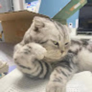 Meet your Posher, Big chockens